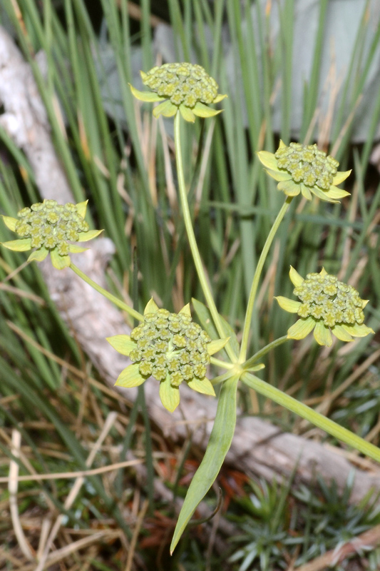 Bupleurum petraeum / Bupleuro delle rocce